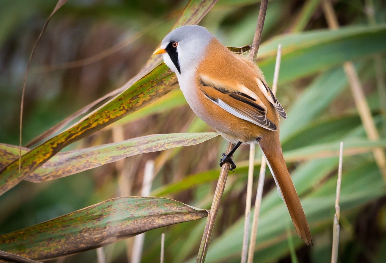 Bearded Reedling (Panurus biarmicus)