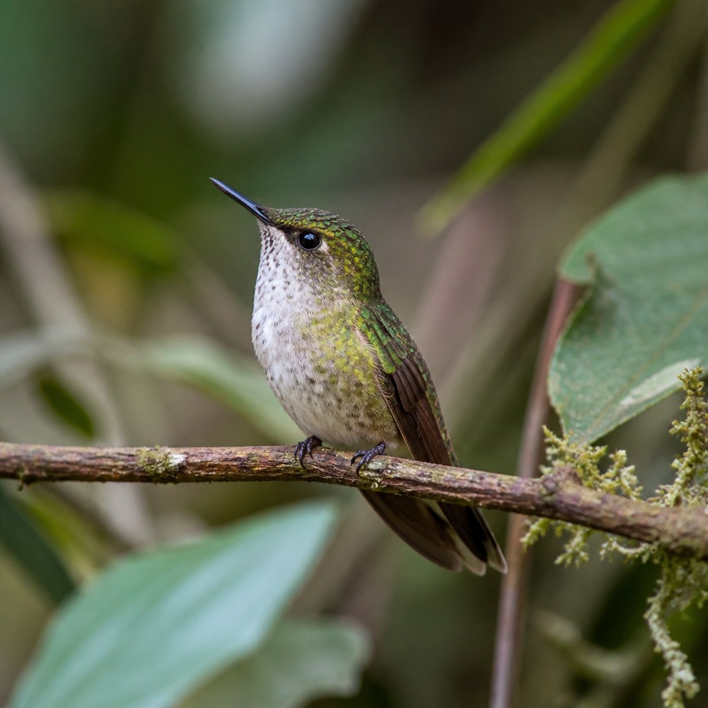Bee Hummingbird