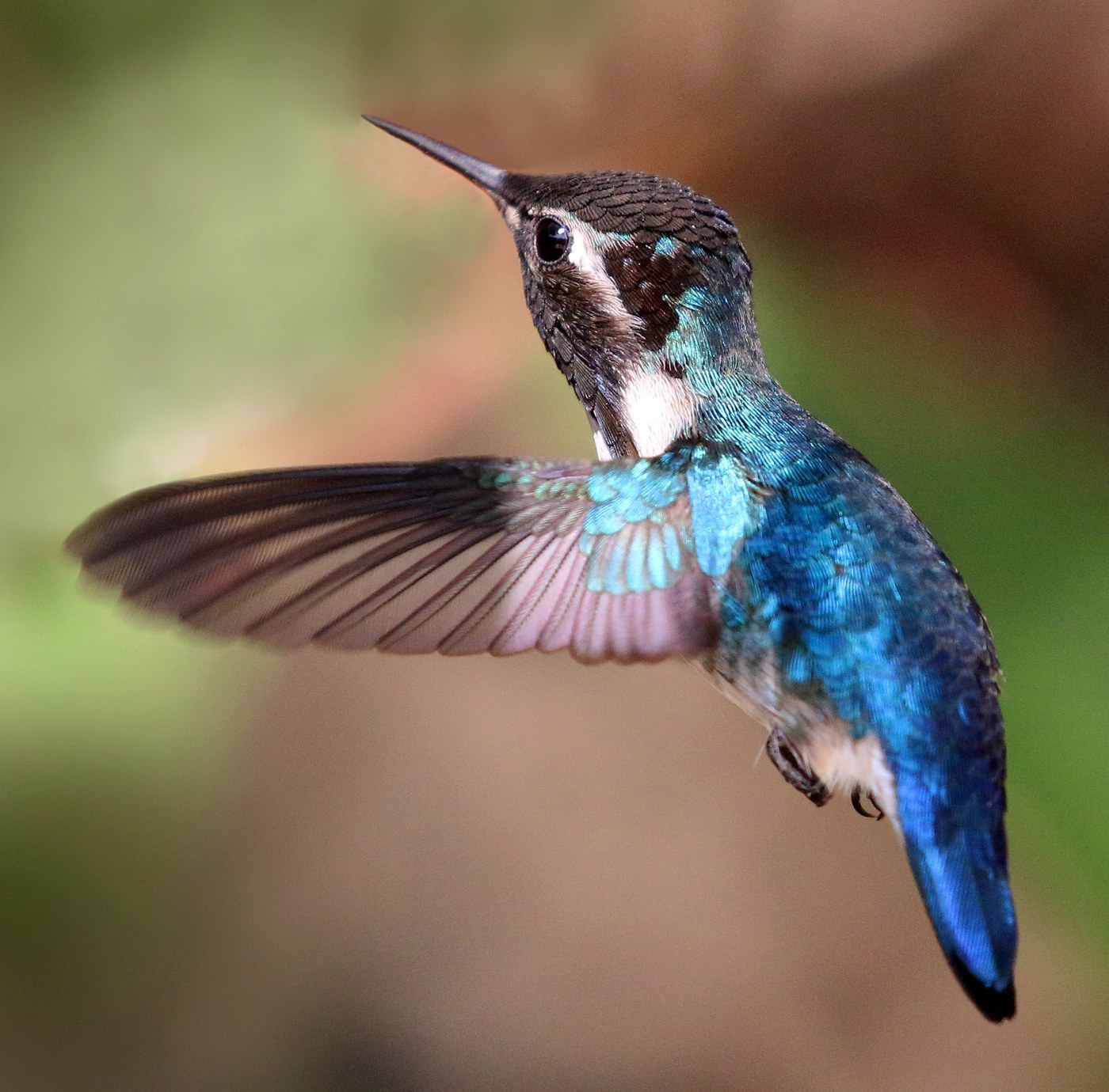 Bee Hummingbird Identification Guide