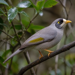 Bell Miner Identification Guide