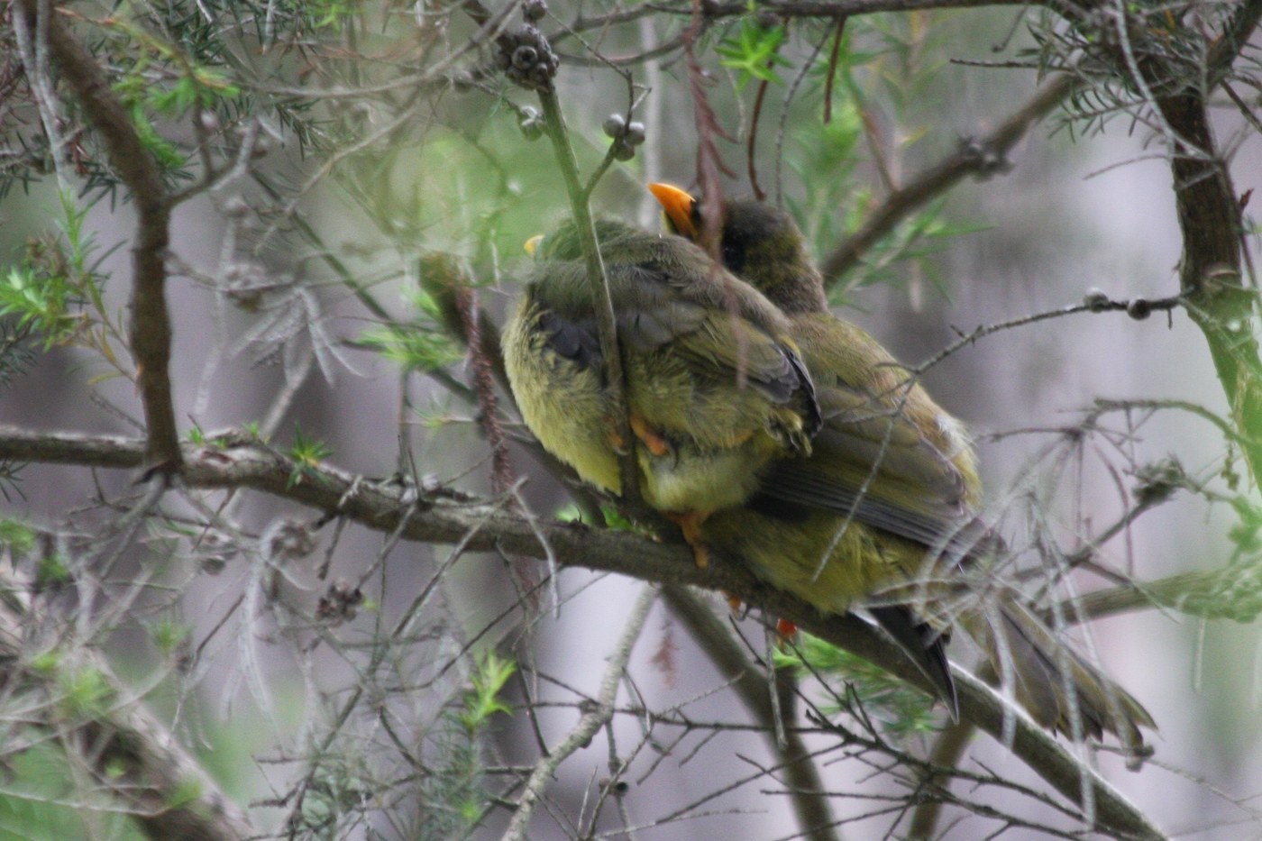 Bell Miner (Manorina melanophrys)
