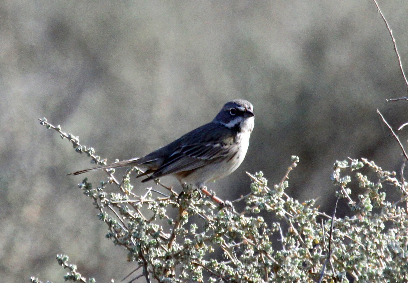 Bell's Sparrow (Artemisiospiza belli)