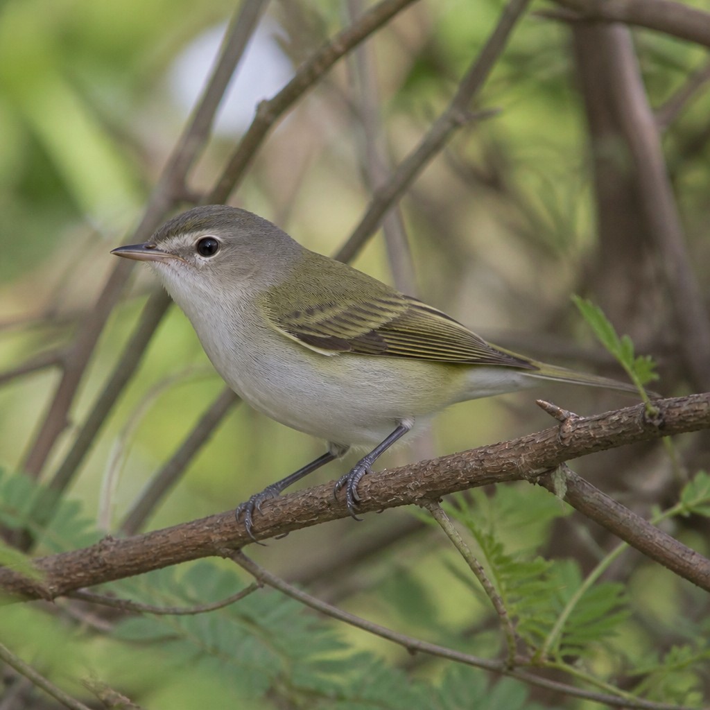 Bell's Vireo (Vireo bellii)