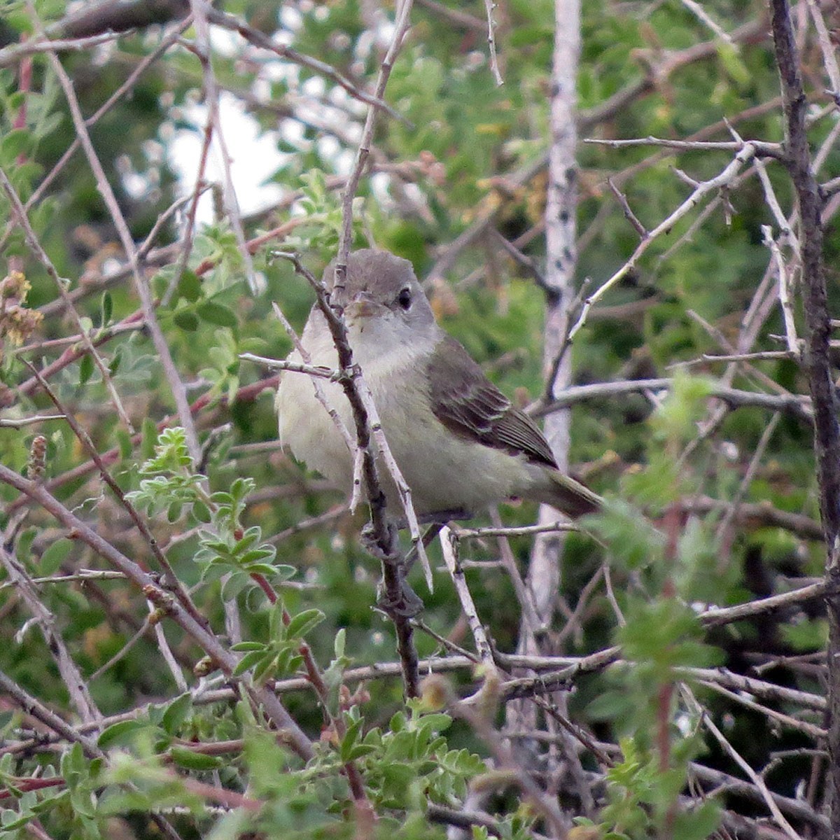Bell's Vireo (Vireo bellii)