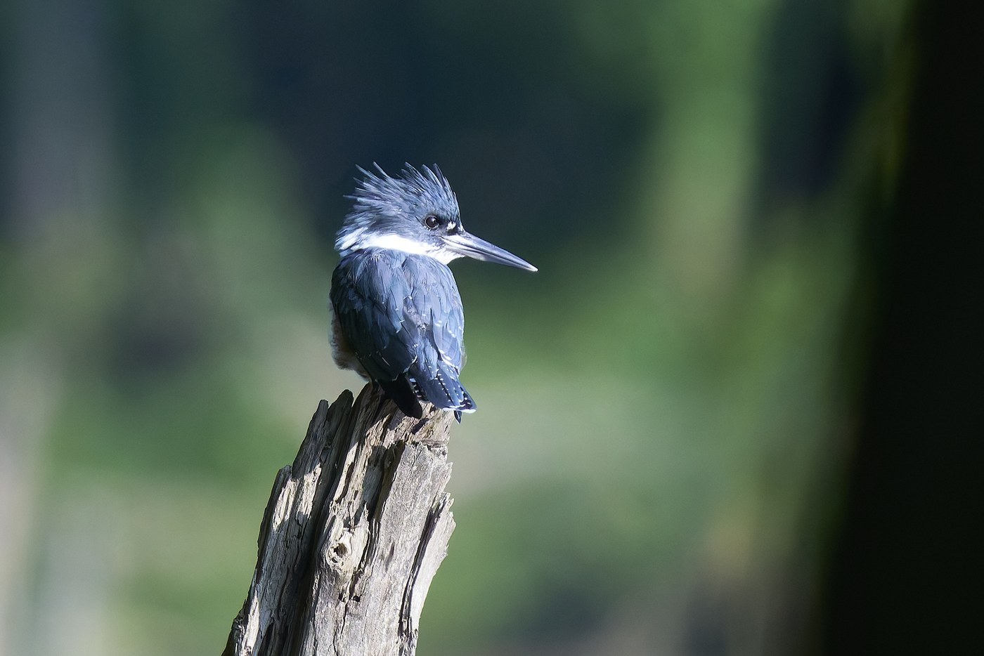 Belted Kingfisher (Megaceryle alcyon)