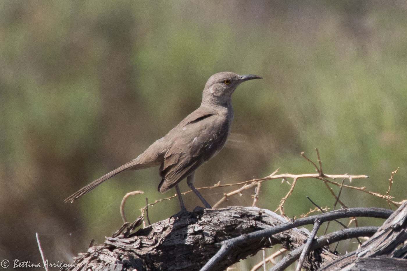 Bendire's Thrasher (Toxostoma bendirei)