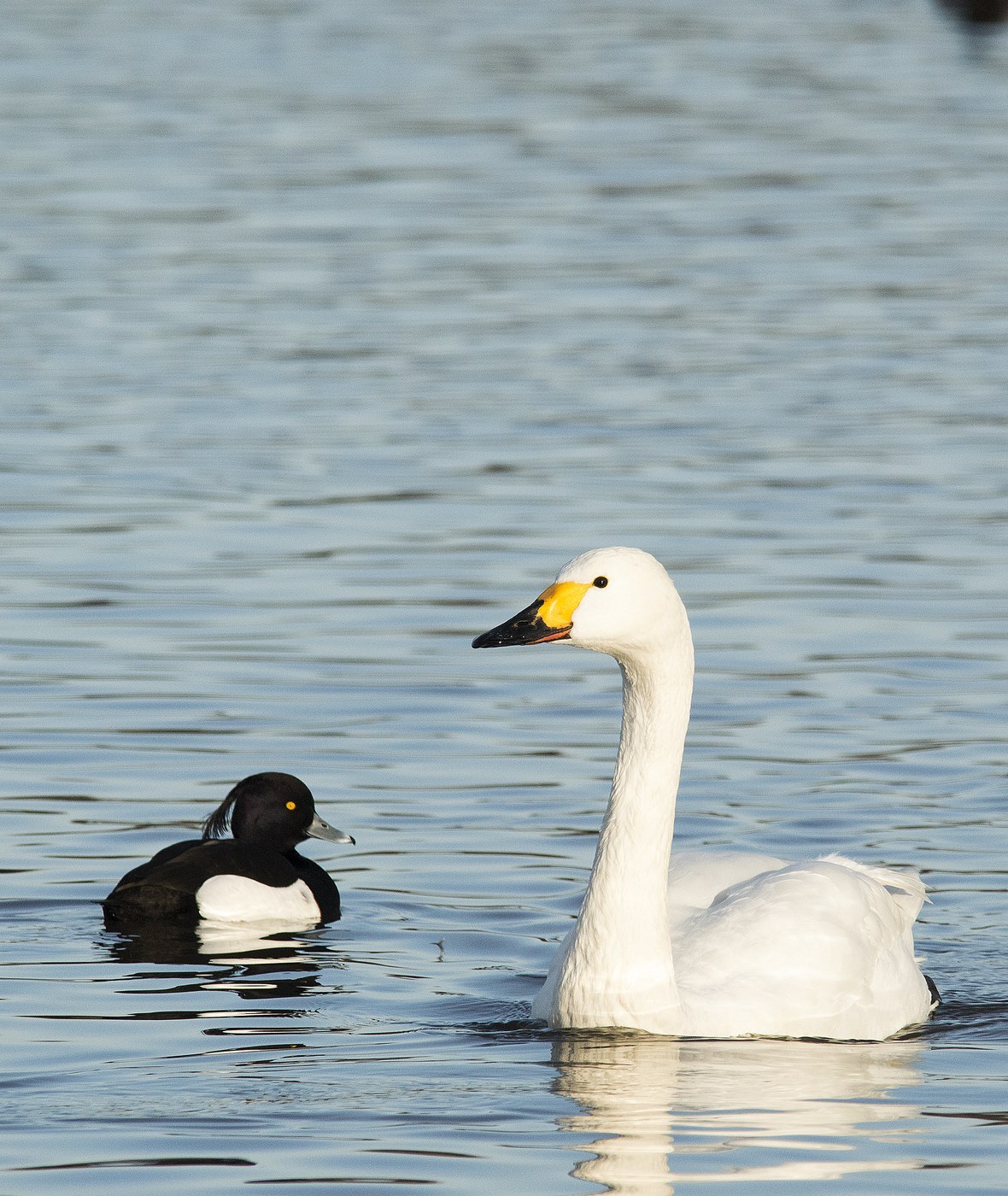 Bewick's Swan (Cygnus columbianus bewickii)