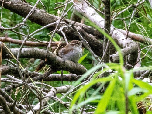 Bewick's Wren