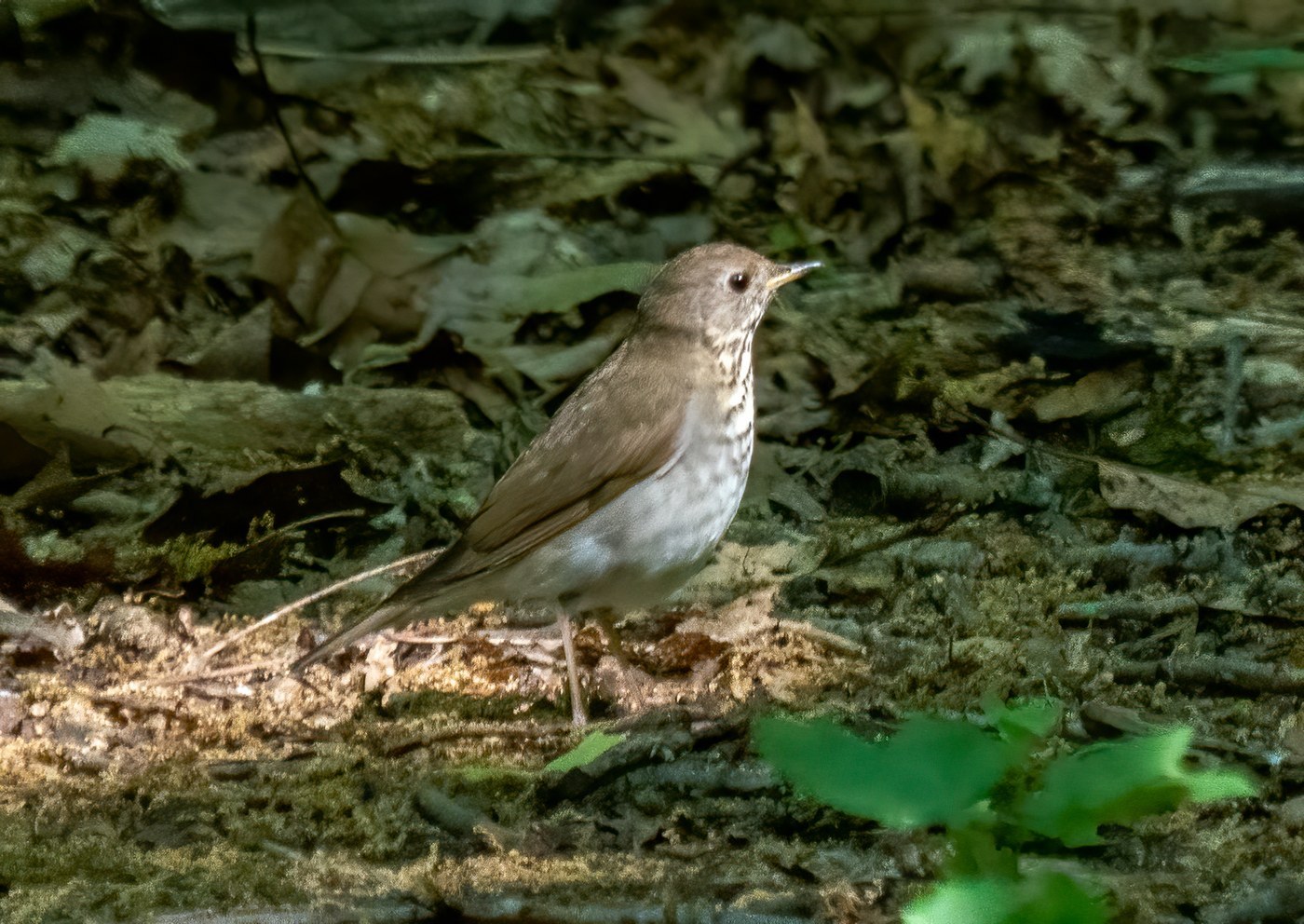 Bicknell's Thrush (Catharus bicknelli)