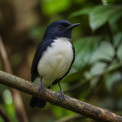 Bicolored Antbird Identification Guide