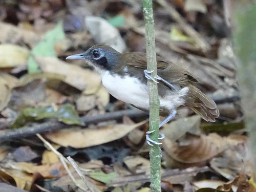Bicolored Antbird