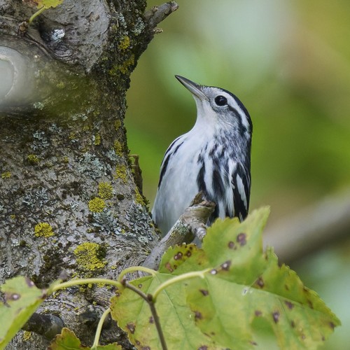 Black-and-white Warbler