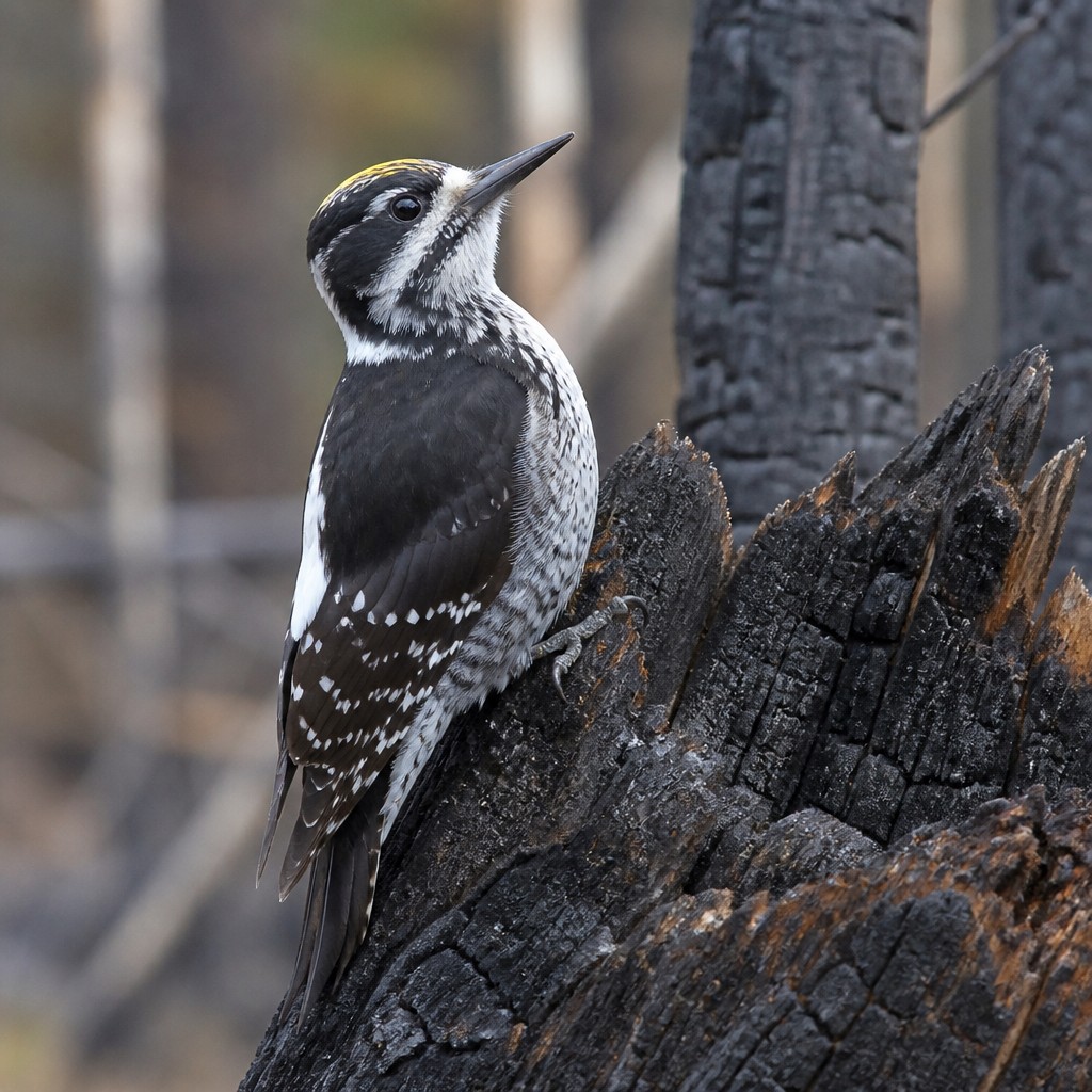 Black-backed Woodpecker