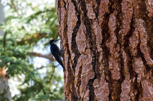 Black-backed Woodpecker