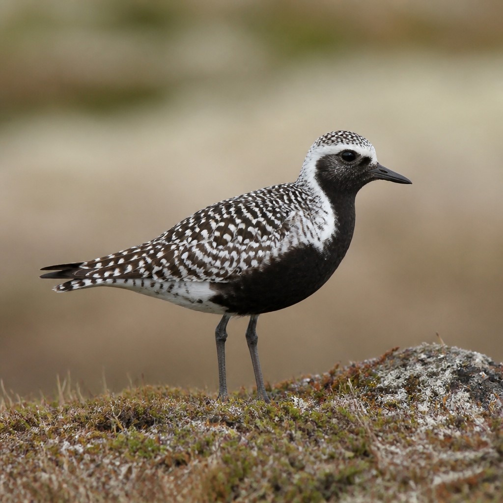 Black-bellied Plover