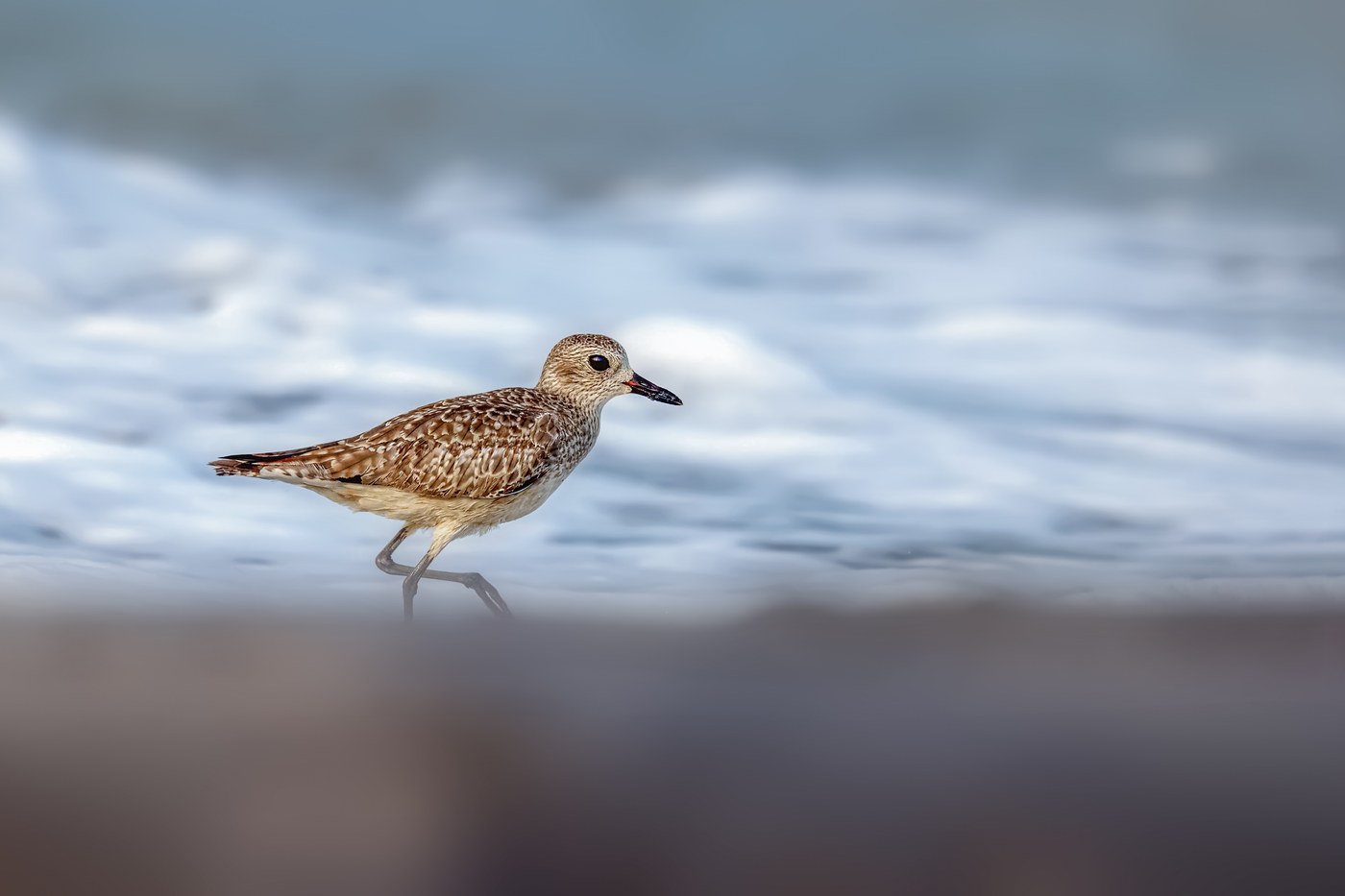 Black-bellied Plover (Pluvialis squatarola)