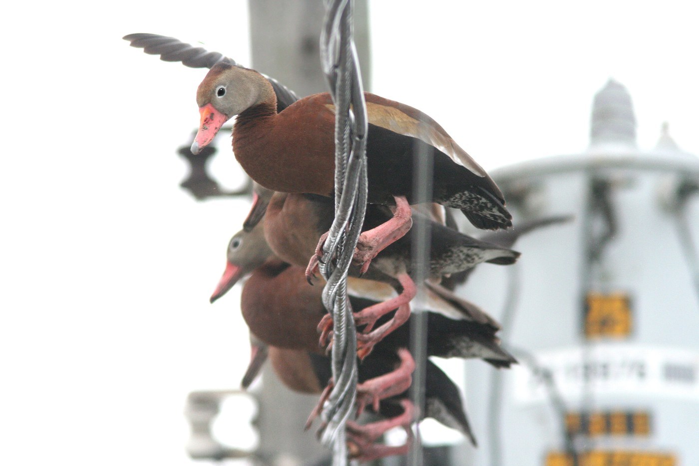 Black-bellied Whistling-Duck (Dendrocygna autumnalis)