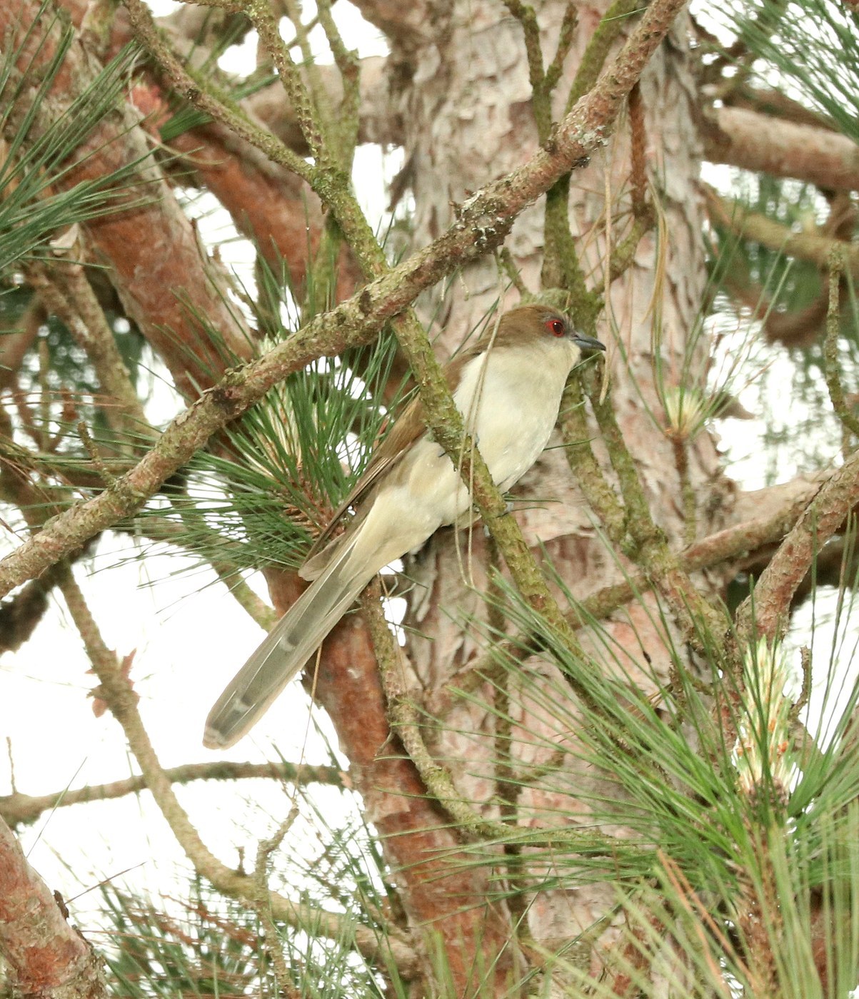 Black-billed Cuckoo (Coccyzus erythropthalmus)
