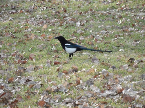Black-billed Magpie