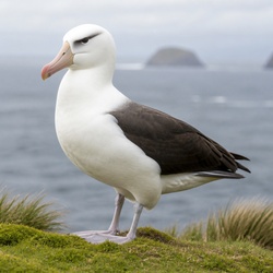 Black-browed Albatross Identification Guide