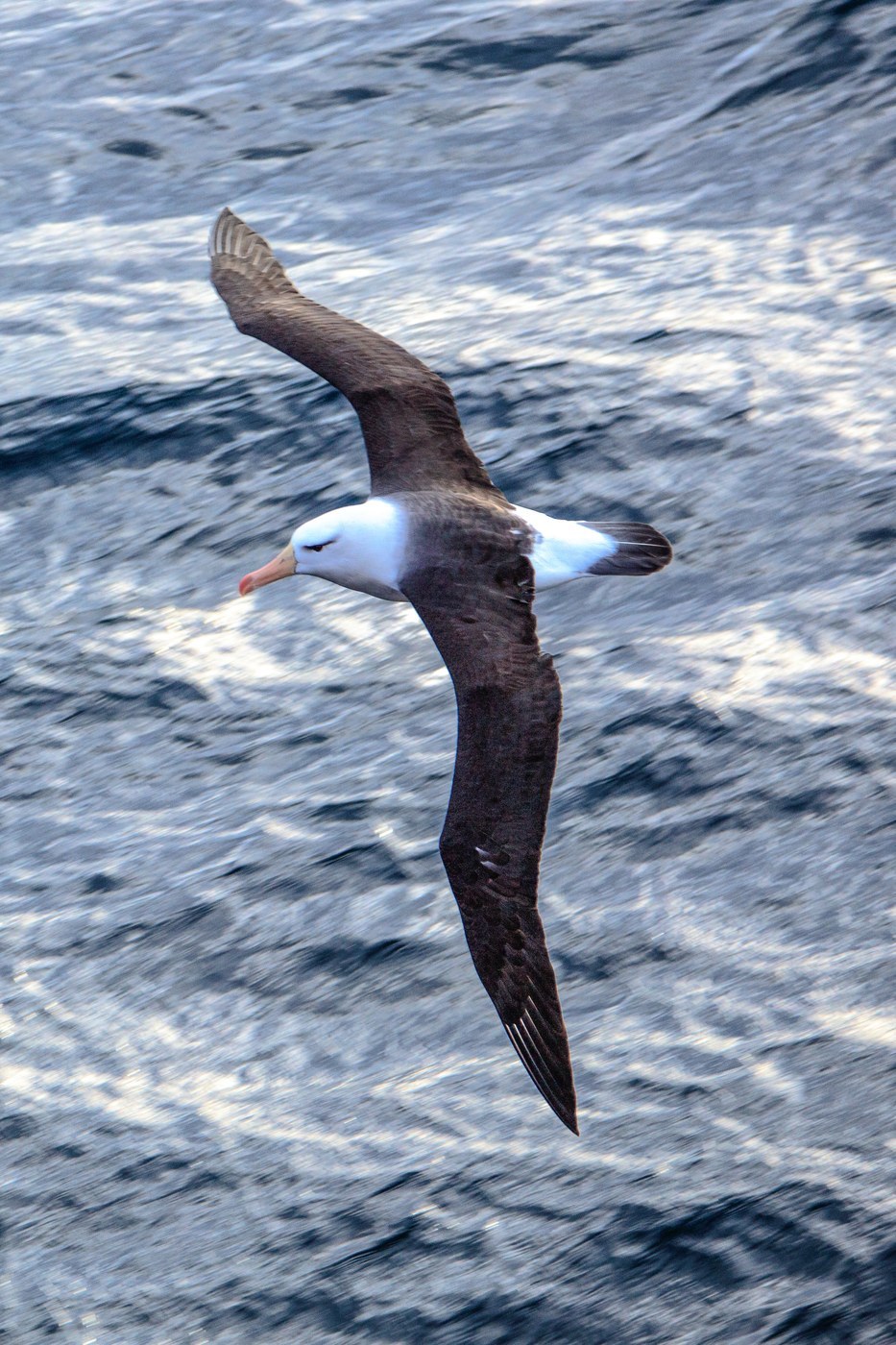 Black-browed Albatross (Thalassarche melanophris)