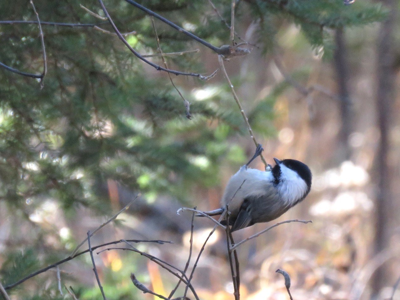 Black-capped Chickadee (Poecile atricapillus)