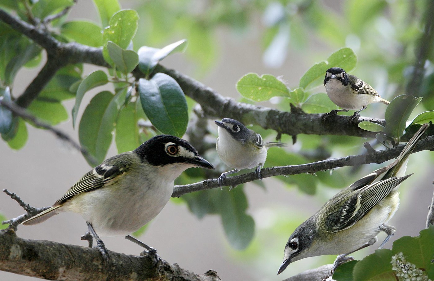 Black-capped Vireo (Vireo atricapilla)
