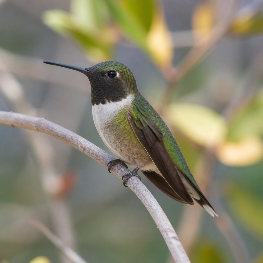 Black-chinned Hummingbird