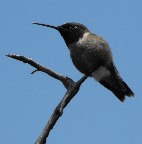 Black-chinned Hummingbird