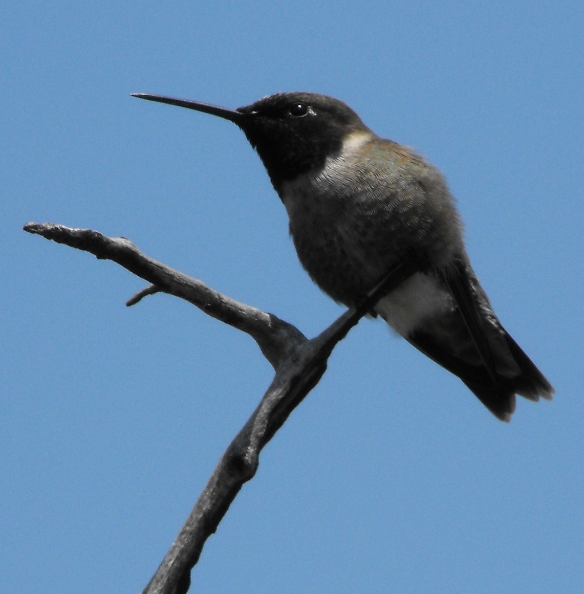 Black-chinned Hummingbird (Archilochus alexandri)