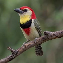 Black-collared Barbet Identification Guide