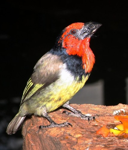 Black-collared Barbet