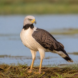 Black-collared Hawk Identification Guide