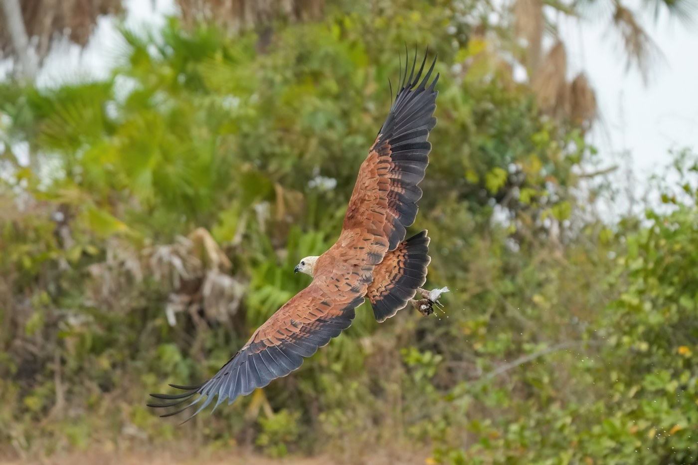 Black-collared Hawk Identification Guide