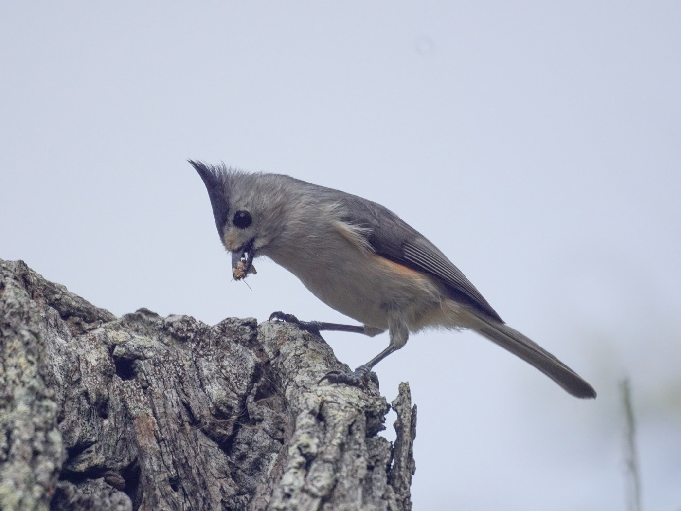 Black-crested Titmouse (Baeolophus atricristatus)