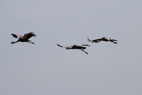 Black Crowned-Crane