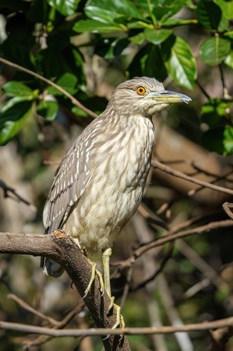 Black-crowned Night-Heron