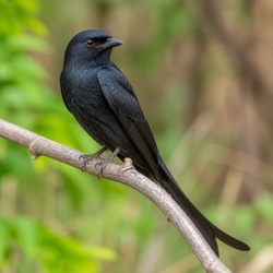Black Drongo Identification Guide