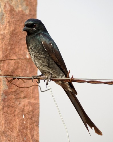 Black Drongo