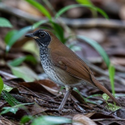 Black-faced Antthrush Identification Guide