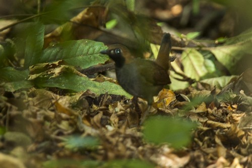 Black-faced Antthrush