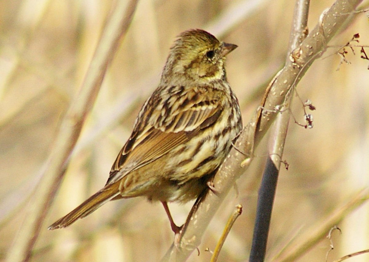 Black-faced Bunting (Emberiza spodocephala)