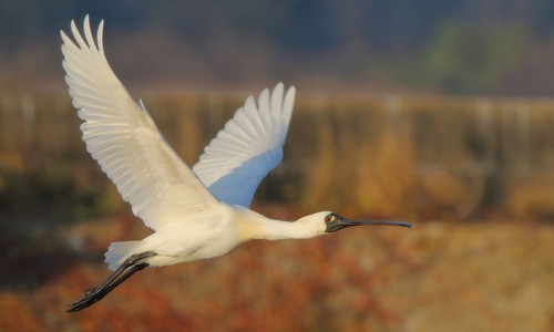 Black-faced Spoonbill