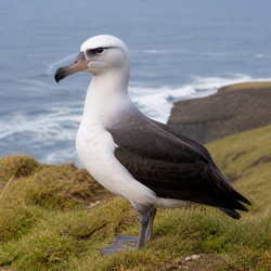 Black-footed Albatross Identification Guide
