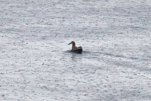 Black-footed Albatross