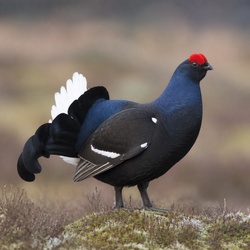 Black Grouse Identification Guide