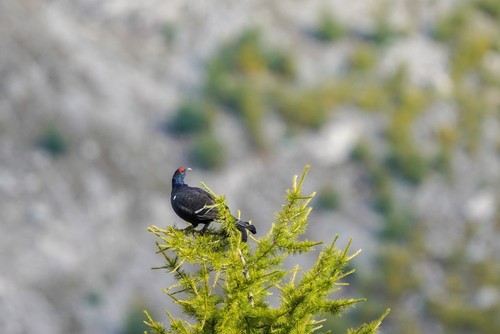 Black Grouse