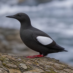 Black Guillemot Identification Guide