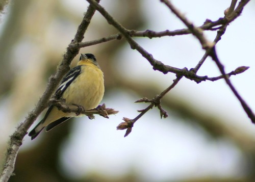 Black-headed Grosbeak
