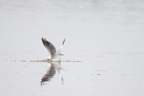 Black-headed Gull